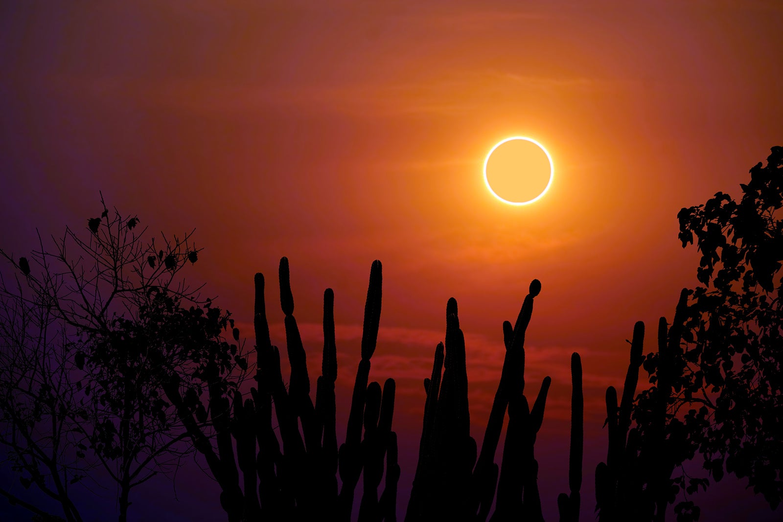 Total sun eclipse over silhouette cactus and desert tree sky. 