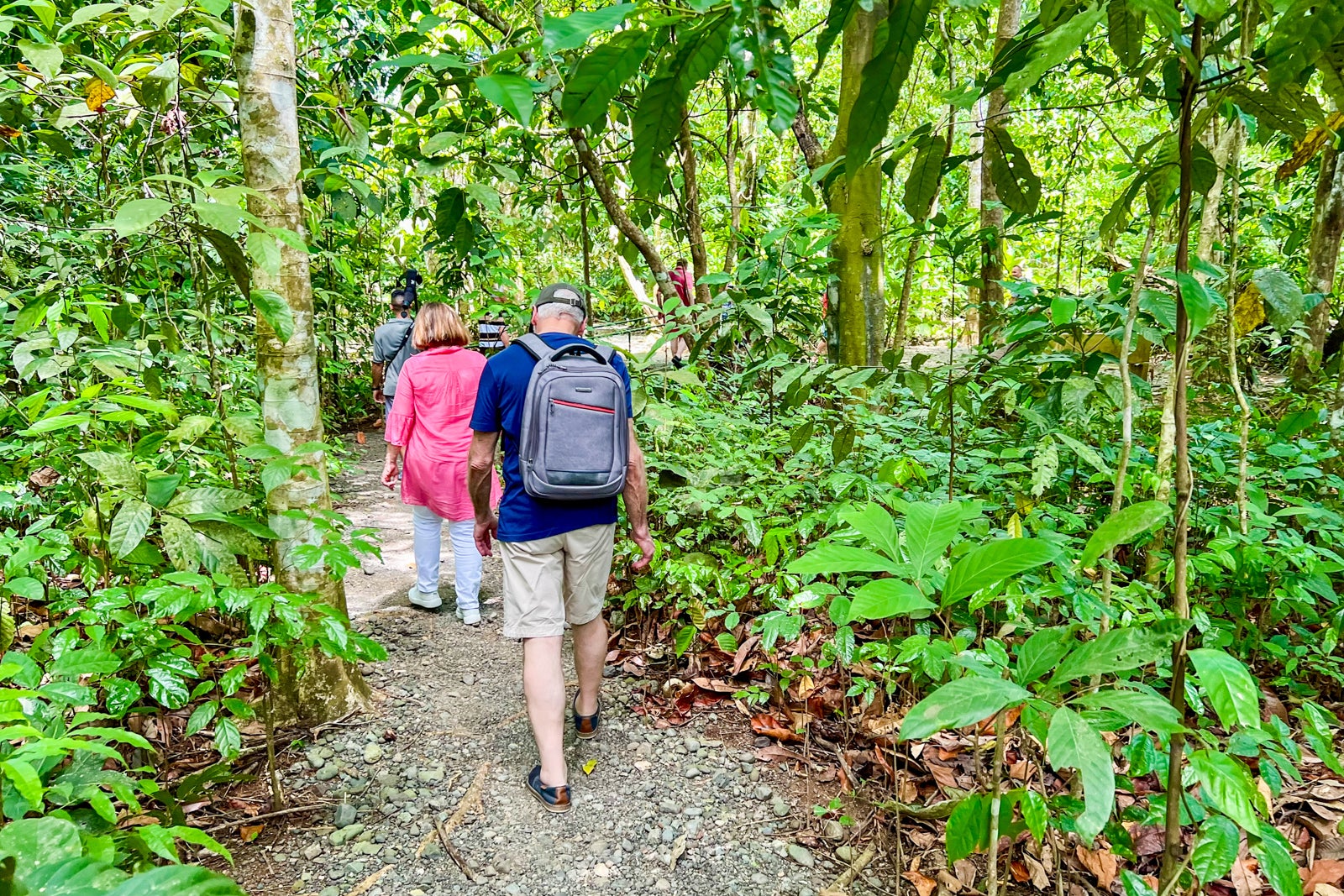 Searching for sloths in Costa Rica