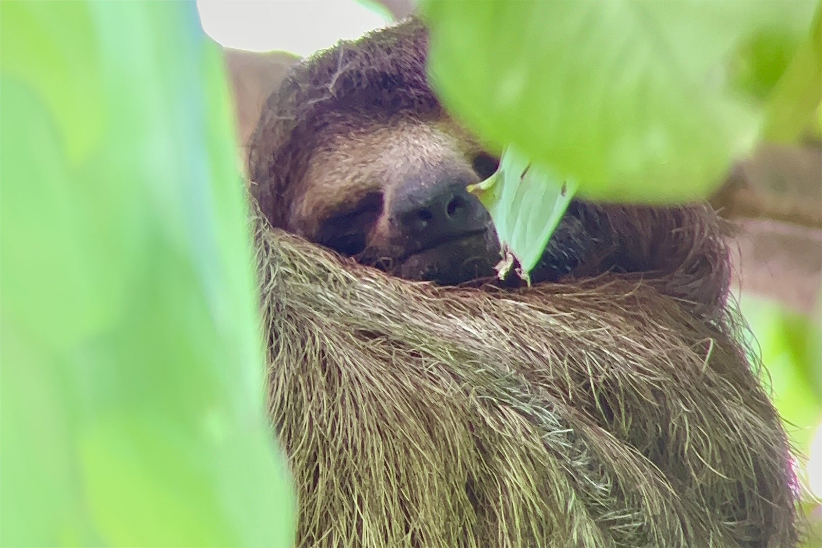 A sloth at La Perica sloth reserve in Costa Rica.