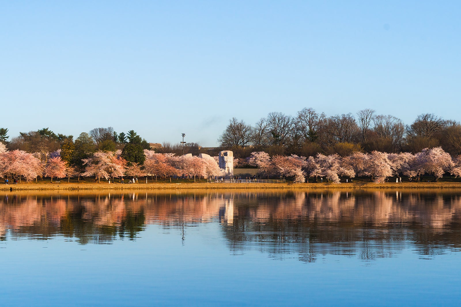 cherry blossom trees