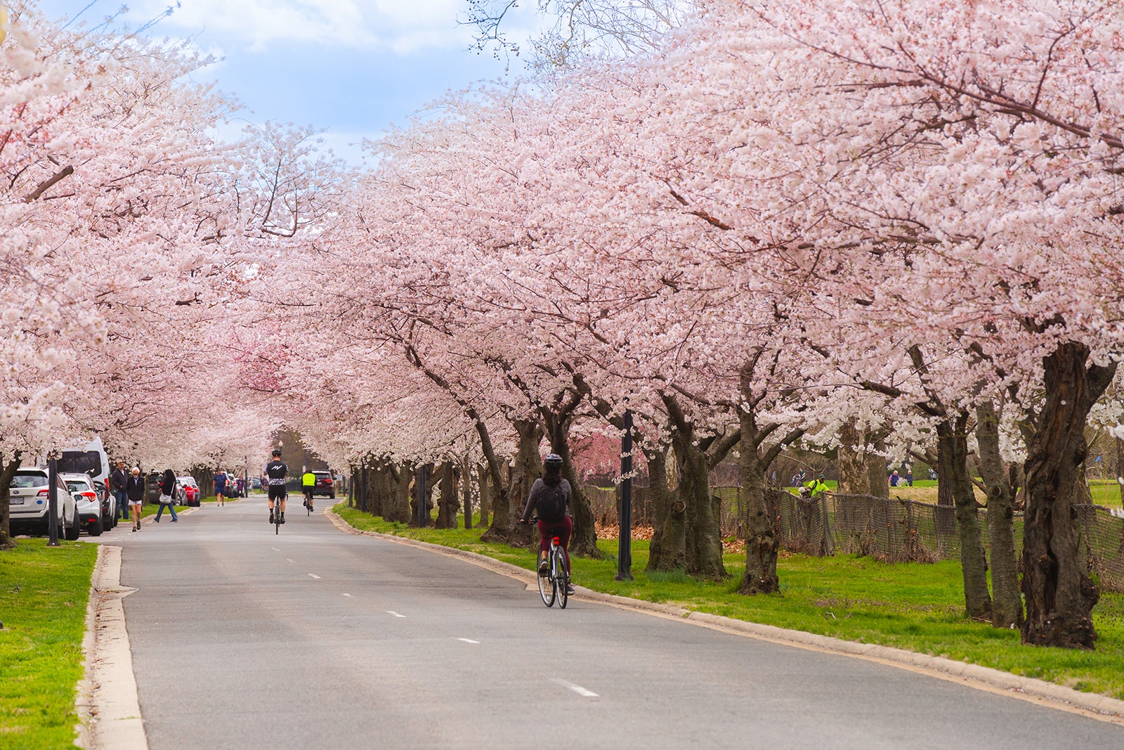 cherry blossoms dc