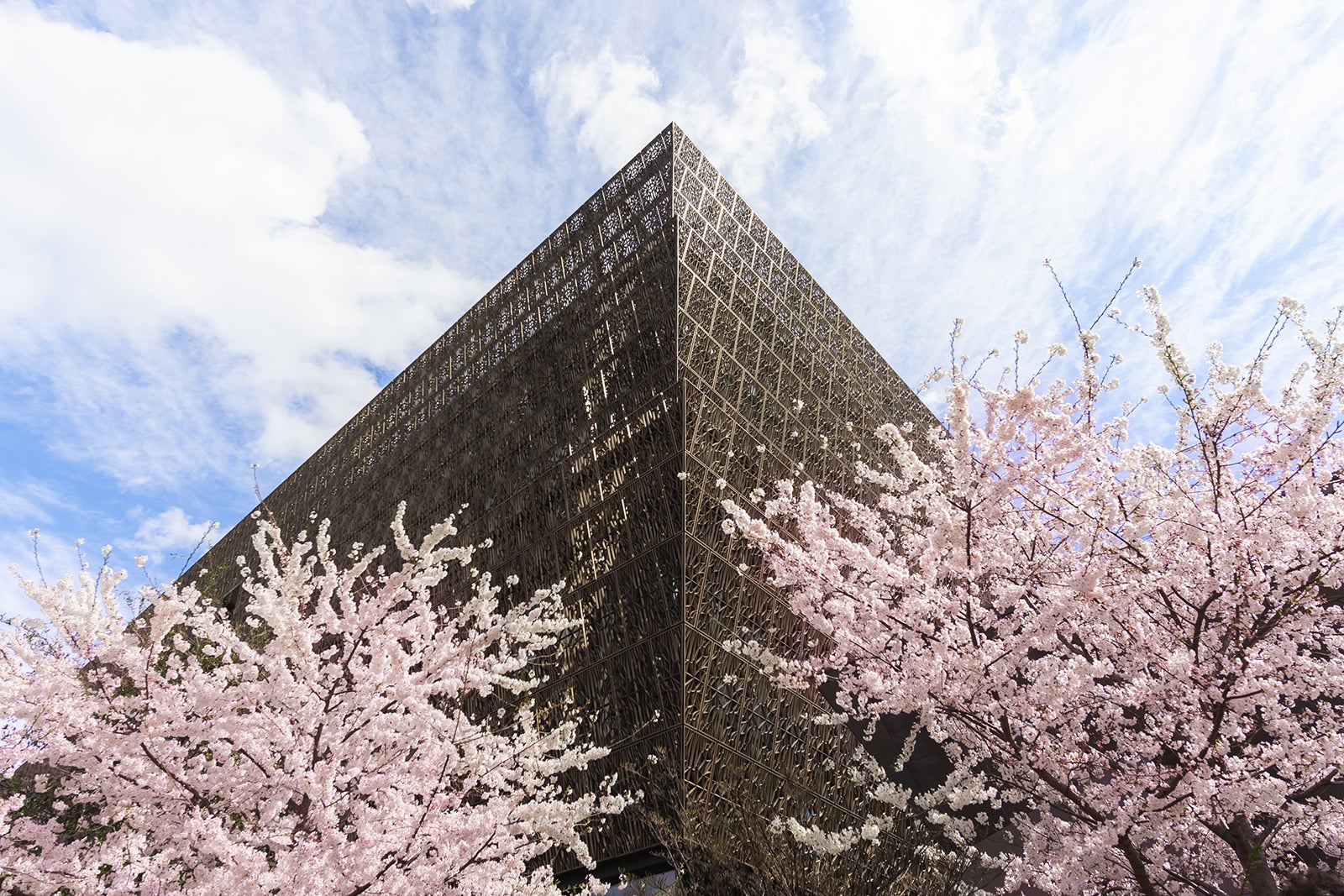 cherry blossoms