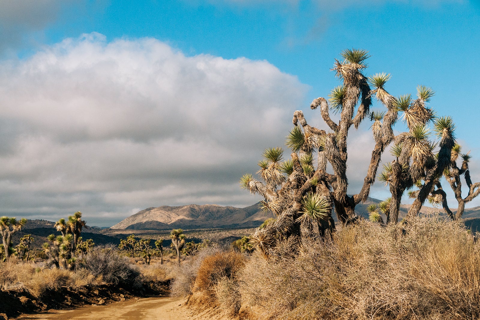 joshua tree