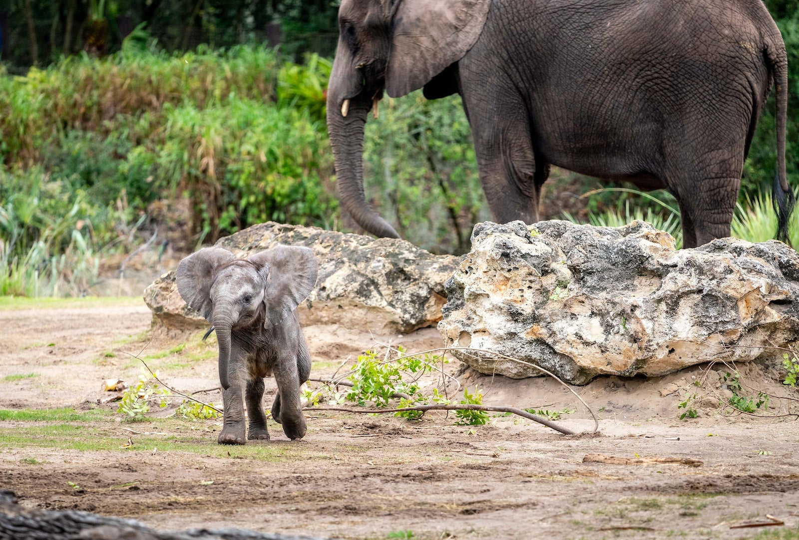 2-month-old African elephant Corra at Disney’s Animal Kingdom. 