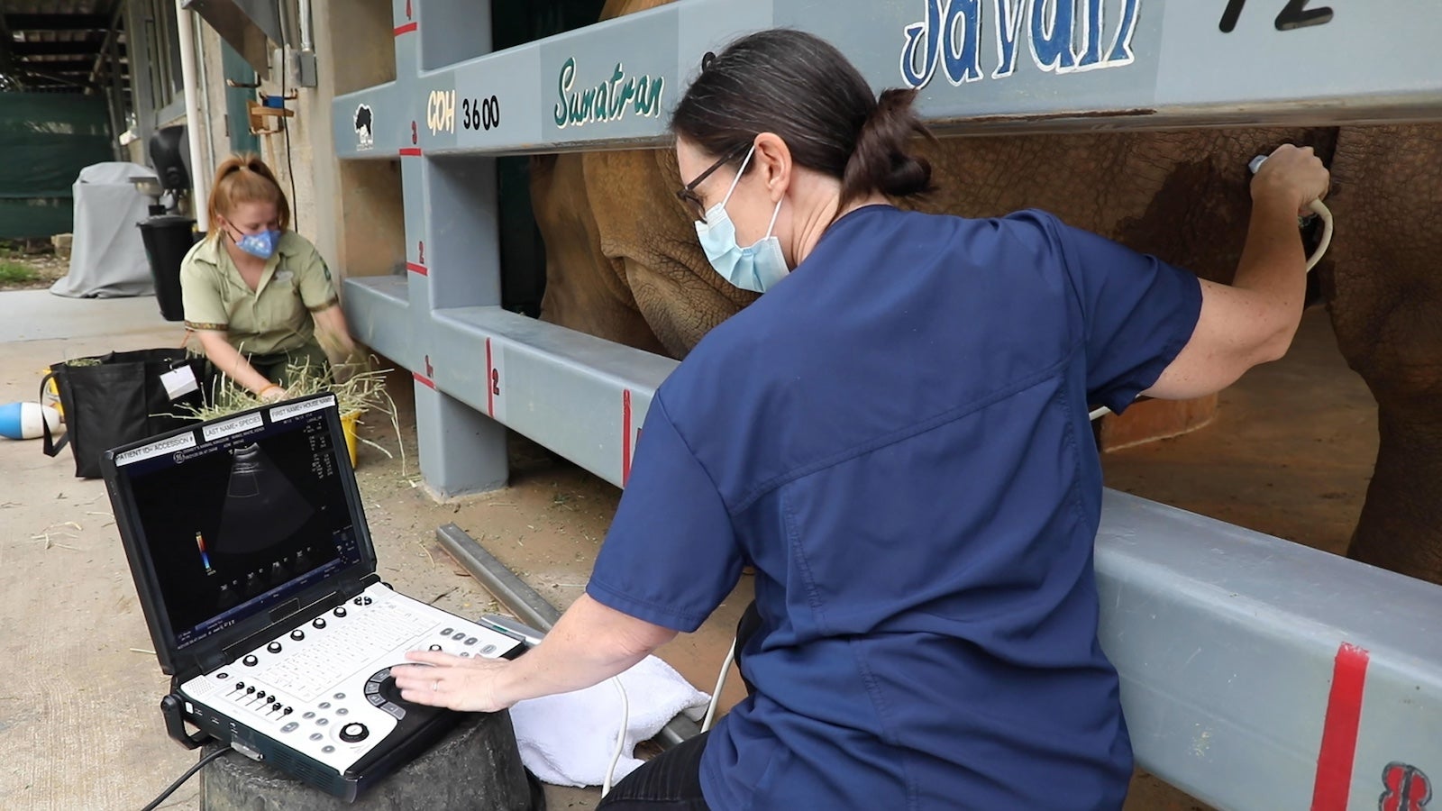 Dr. Natalie Mylniczenko, a veterinarian at Disney’s Animal Kingdom, performs an ultrasound on Sept. 21, 2020, on Kendi, a pregnant rhinoceros