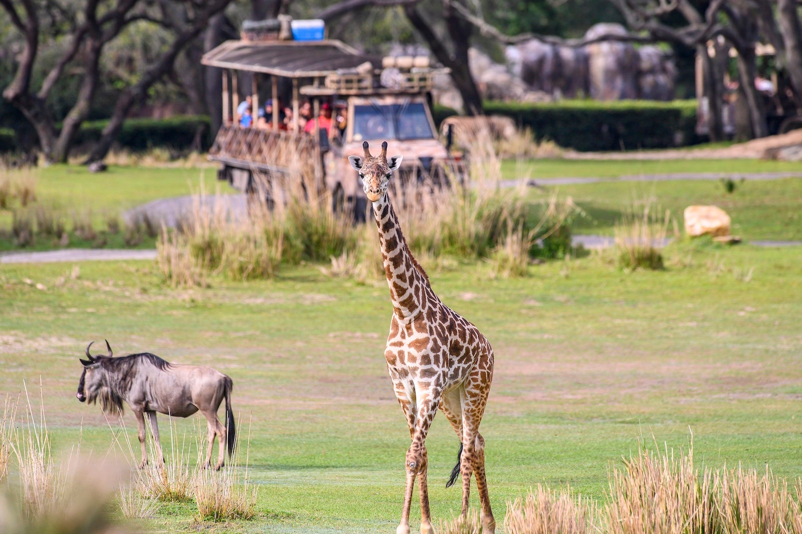 Animal Kingdom's Kilimanjaro Safaris attractions