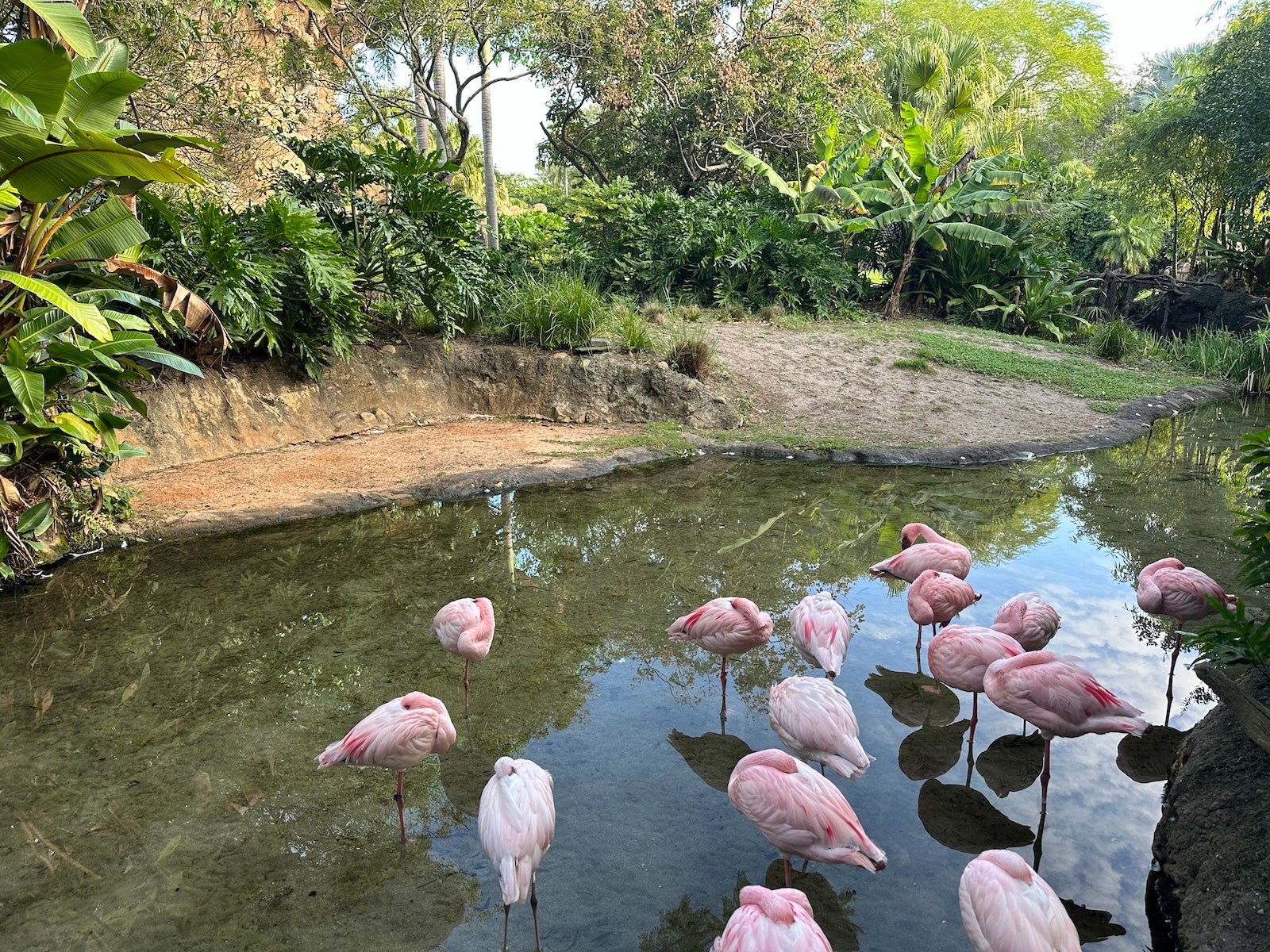 Flamingos at Disney's Animal Kingdom