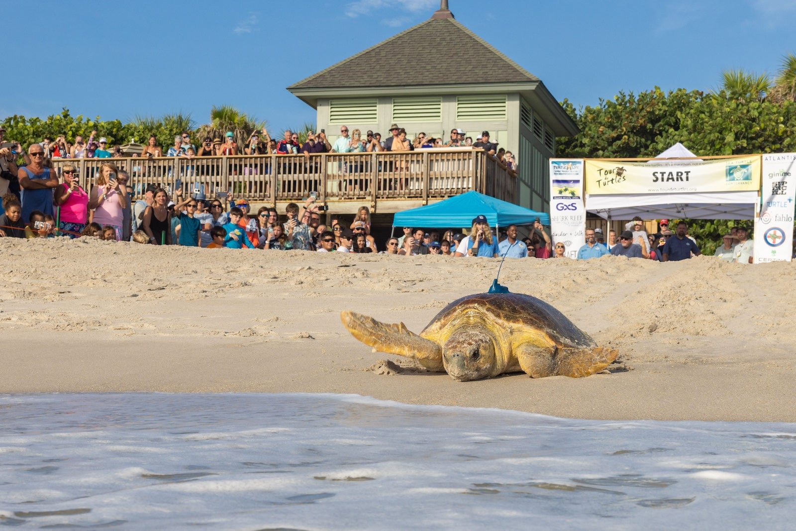 Teams from Disney Conservation and the Sea Turtle Conservancy released two sea turtles on July 29, 2023, as part of the 16th annual Tour de Turtles event at Disney’s Vero Beach Resort.