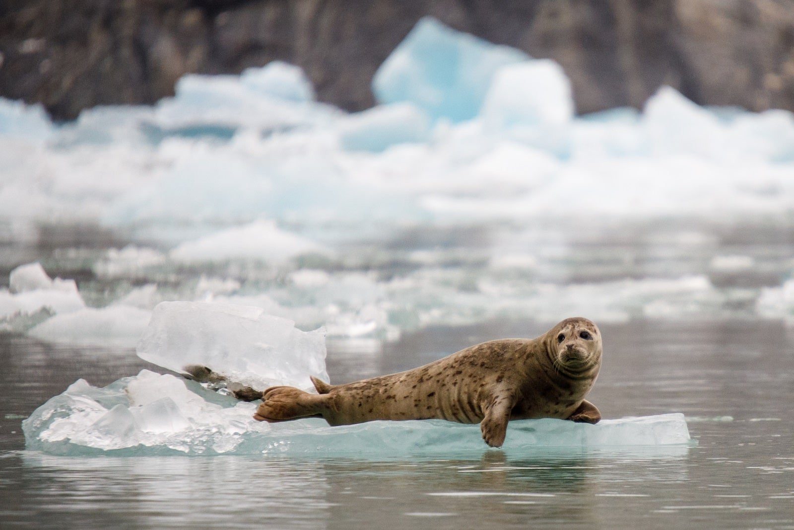 A harbor seal lying on a piece of floating ice in Alaska