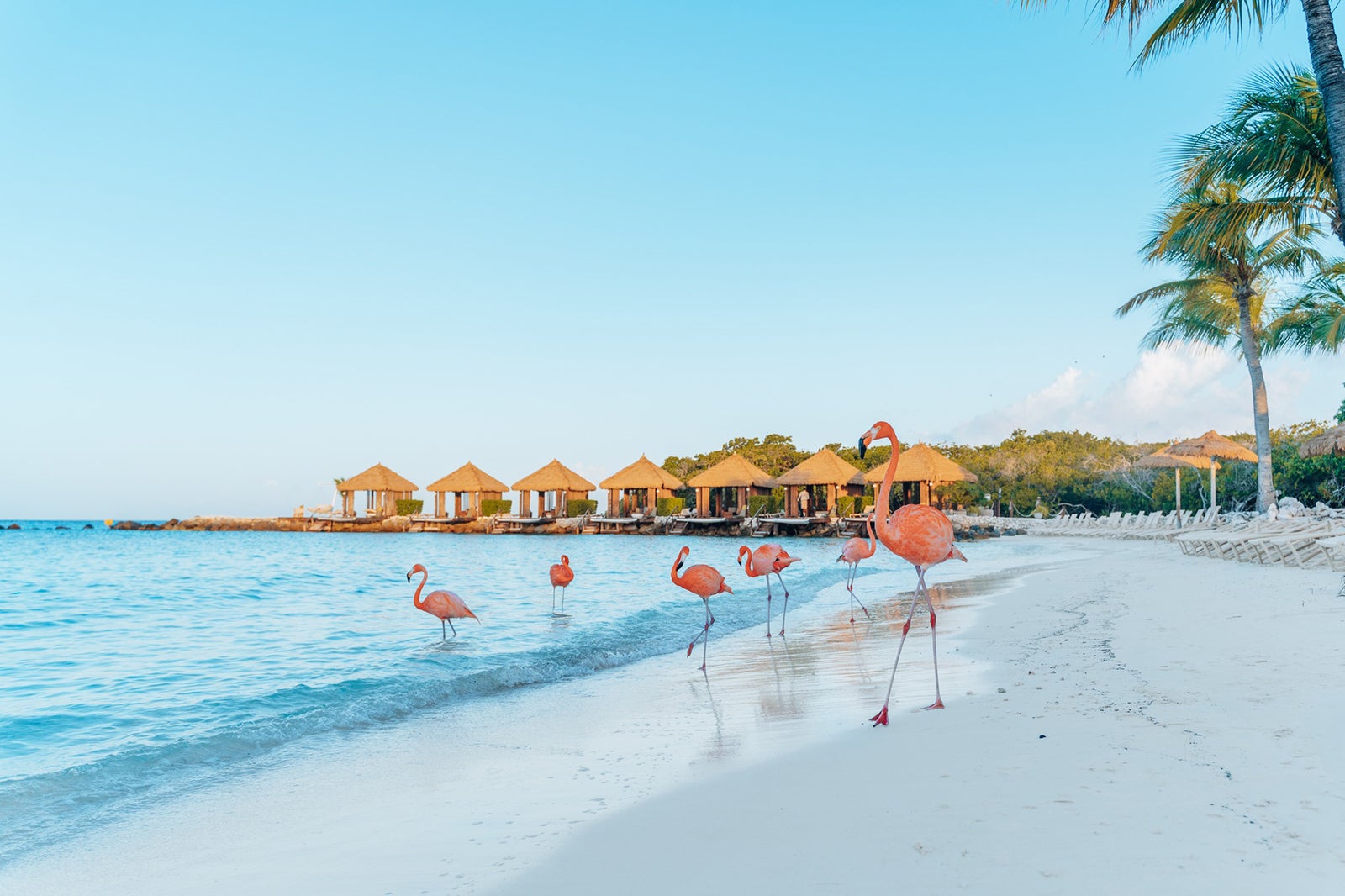 flamingos on beach