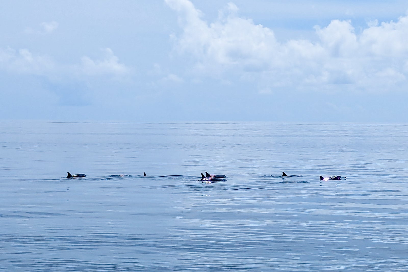 Dolphins seen during our boat transfer to the Park Hyatt Maldives