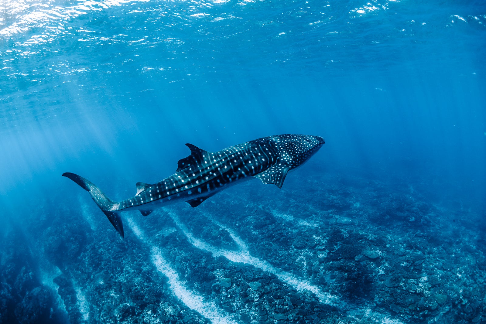 whale shark swimming in ocean