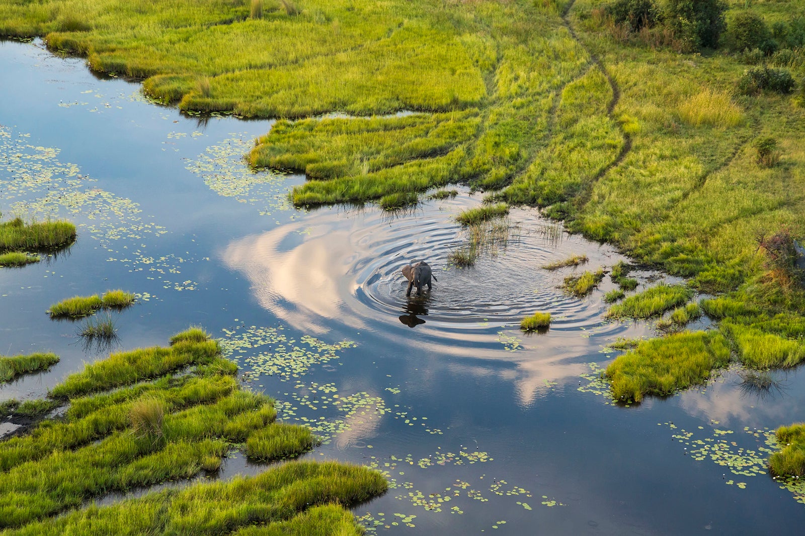 An elephant wading in the Okavango Delta