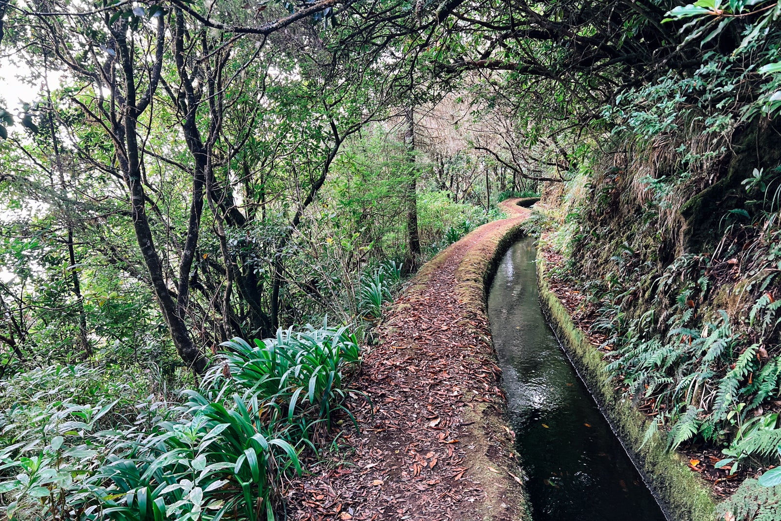 A hiking path alongside a levada in Madeira, Portugal