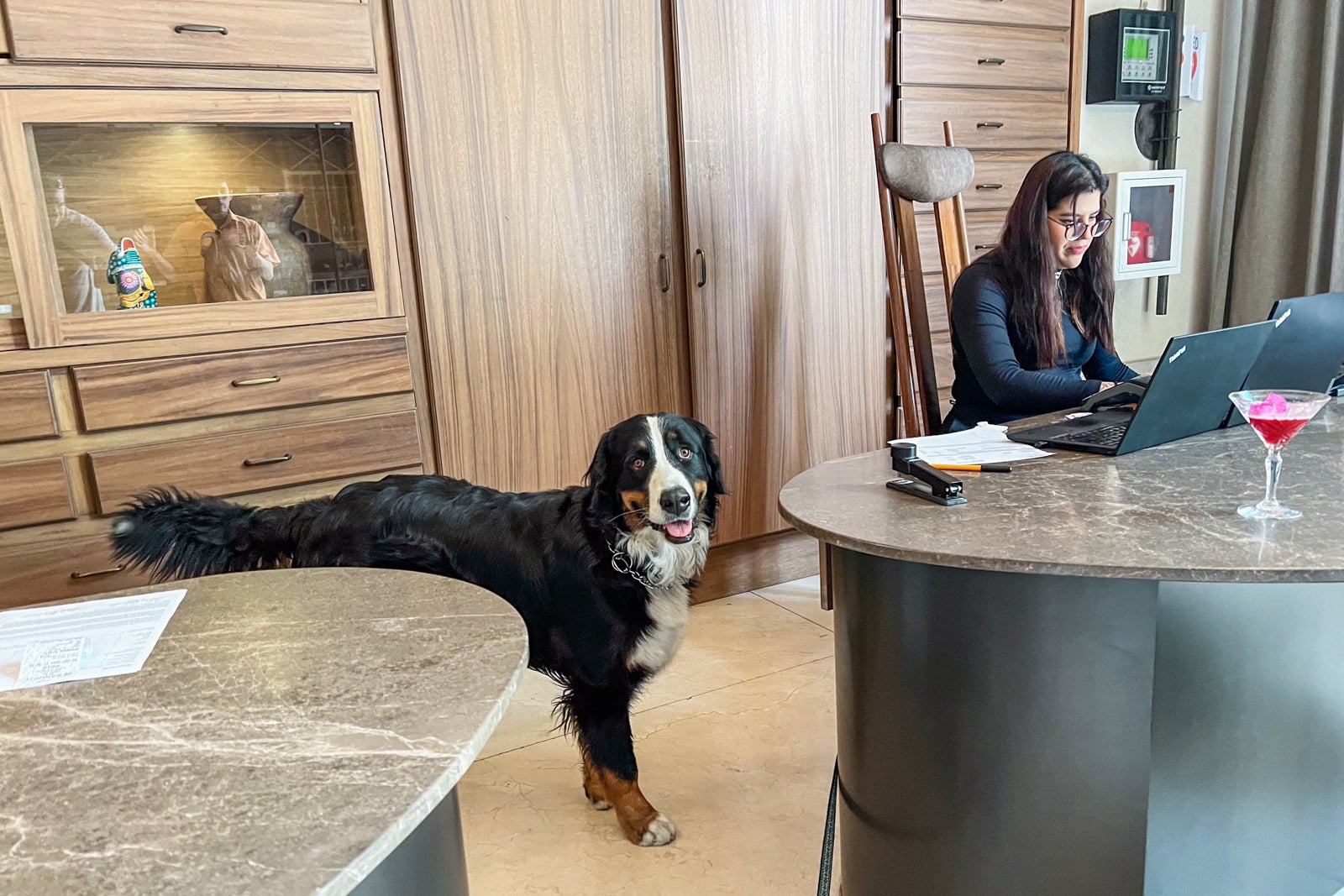 Pancho, the lobby dog at Numu Boutique Hotel San Miguel de Allende, Mexico