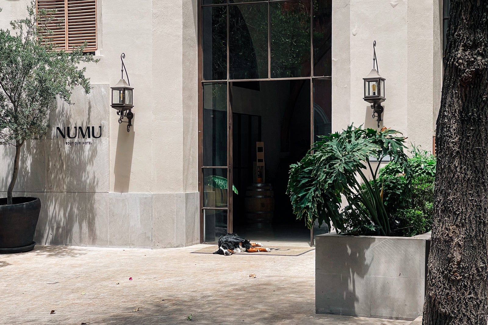 Pancho, the lobby dog at Numu Boutique Hotel San Miguel de Allende, Mexico