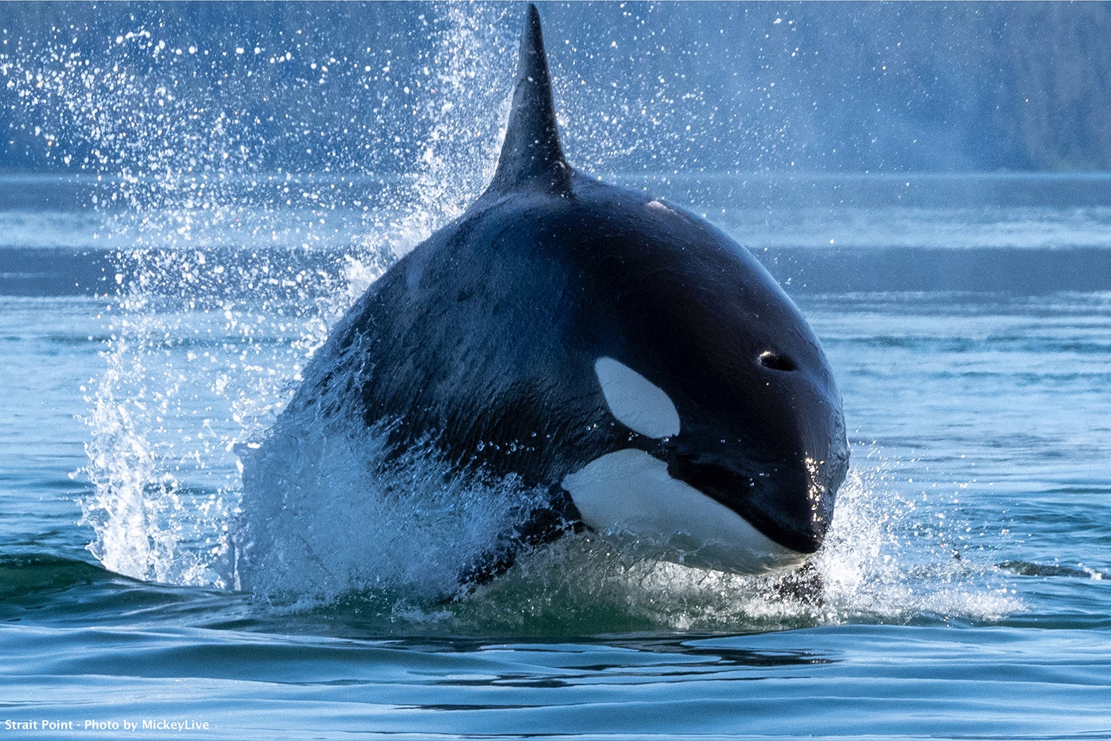 Orca breaching