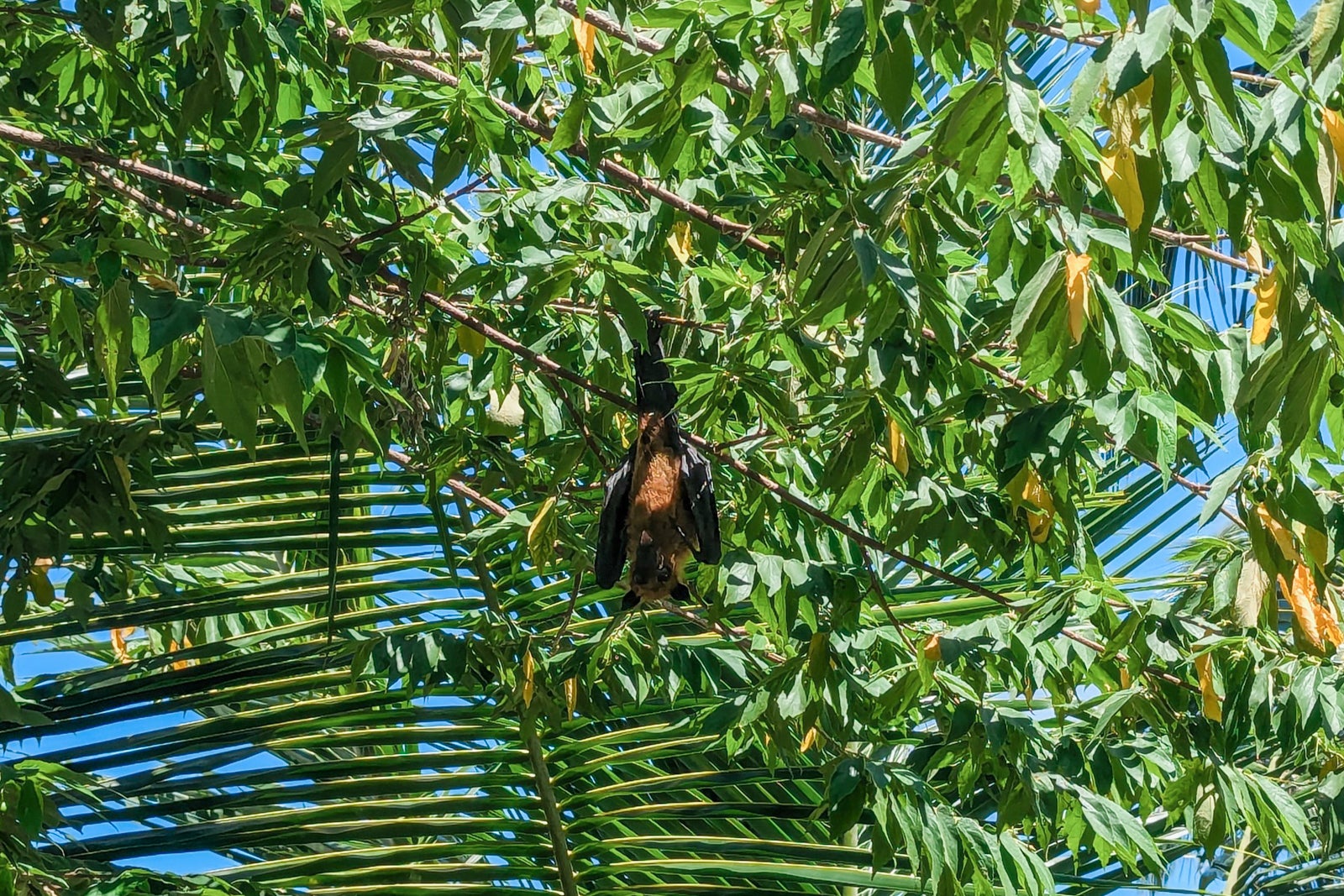 Alila Kothaifaru Maldives bat