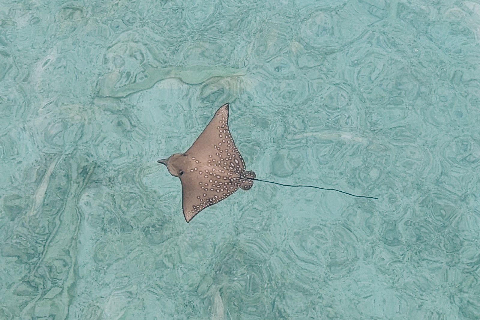 Alila Kothaifaru Maldives ray