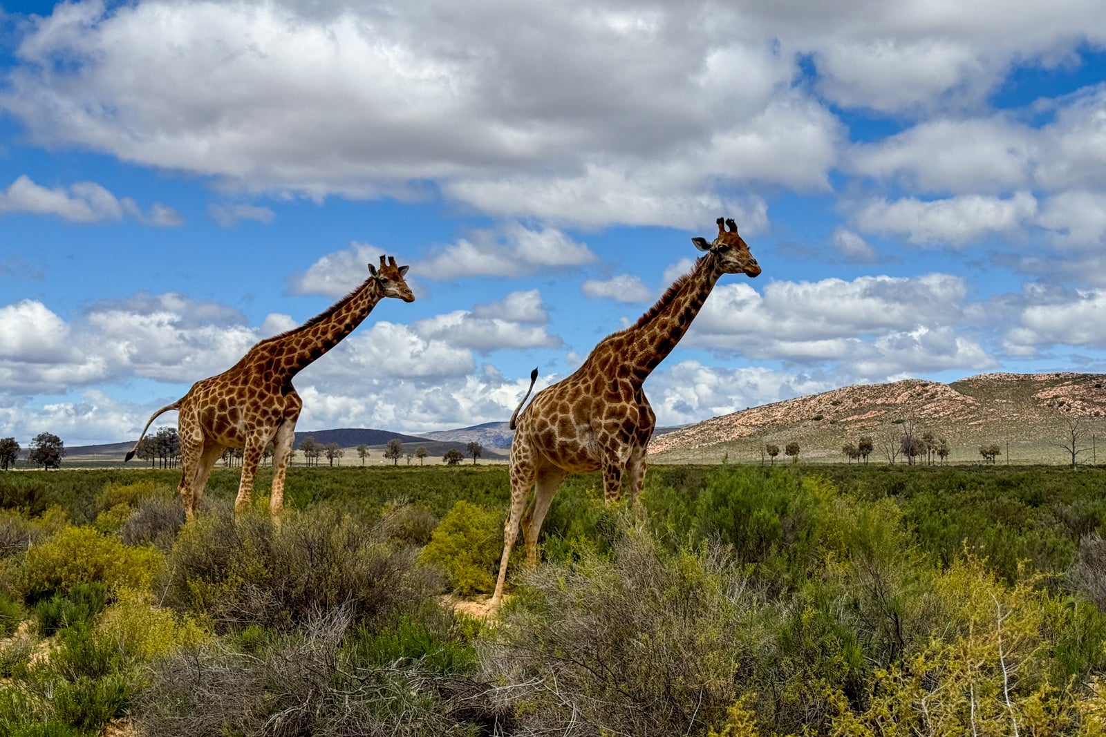 African safari