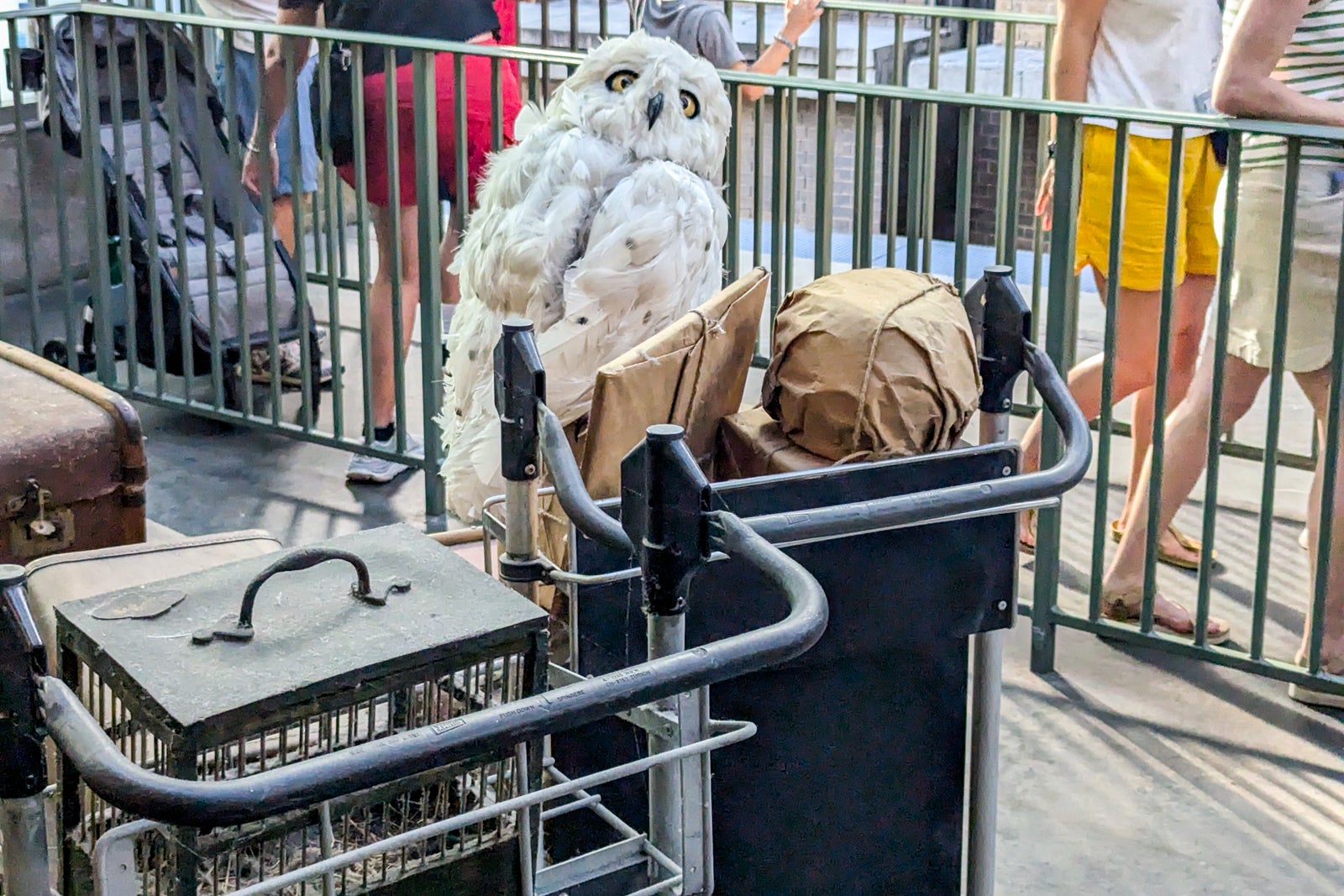 Owl on trolley of luggage