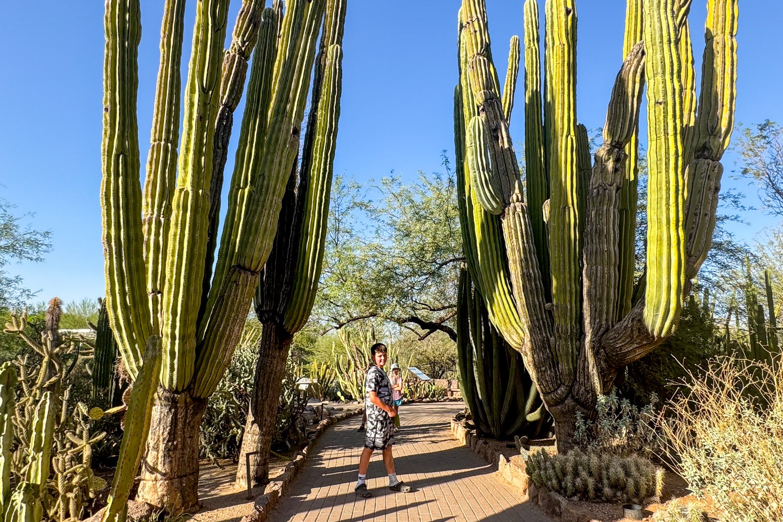 person with cacti