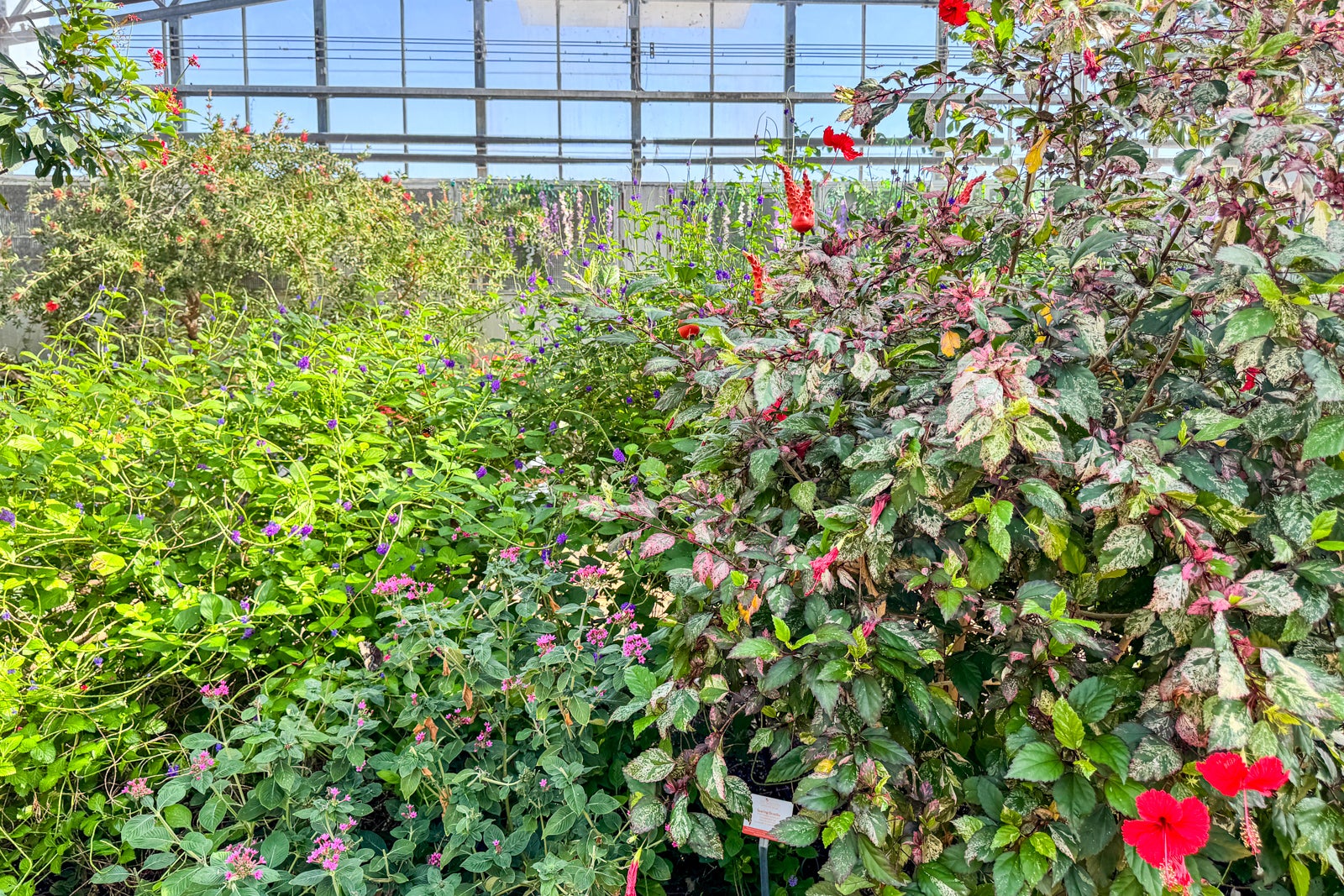 butterfly conservatory