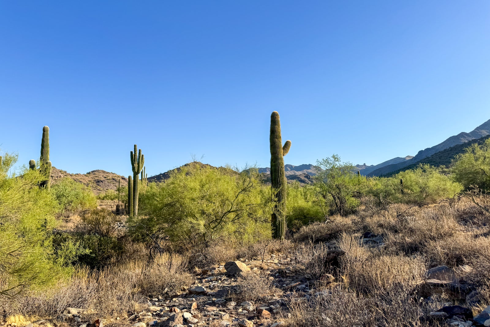 sonoran desert view with cactus