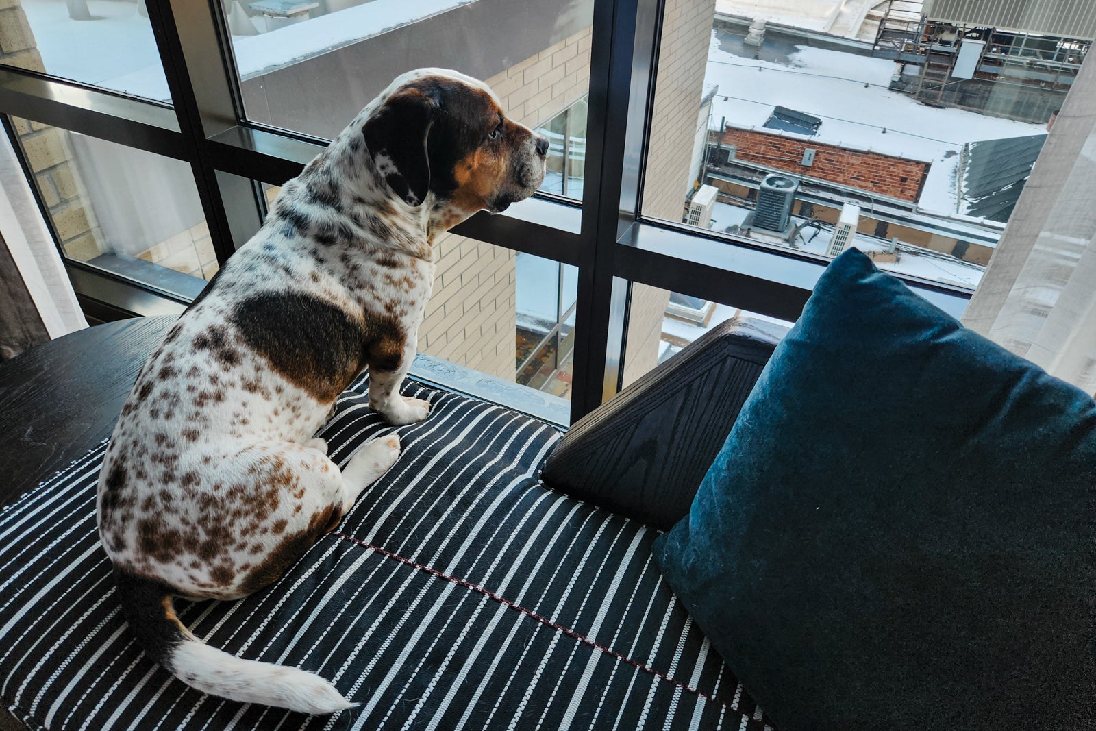 my dog on chaise looking out window