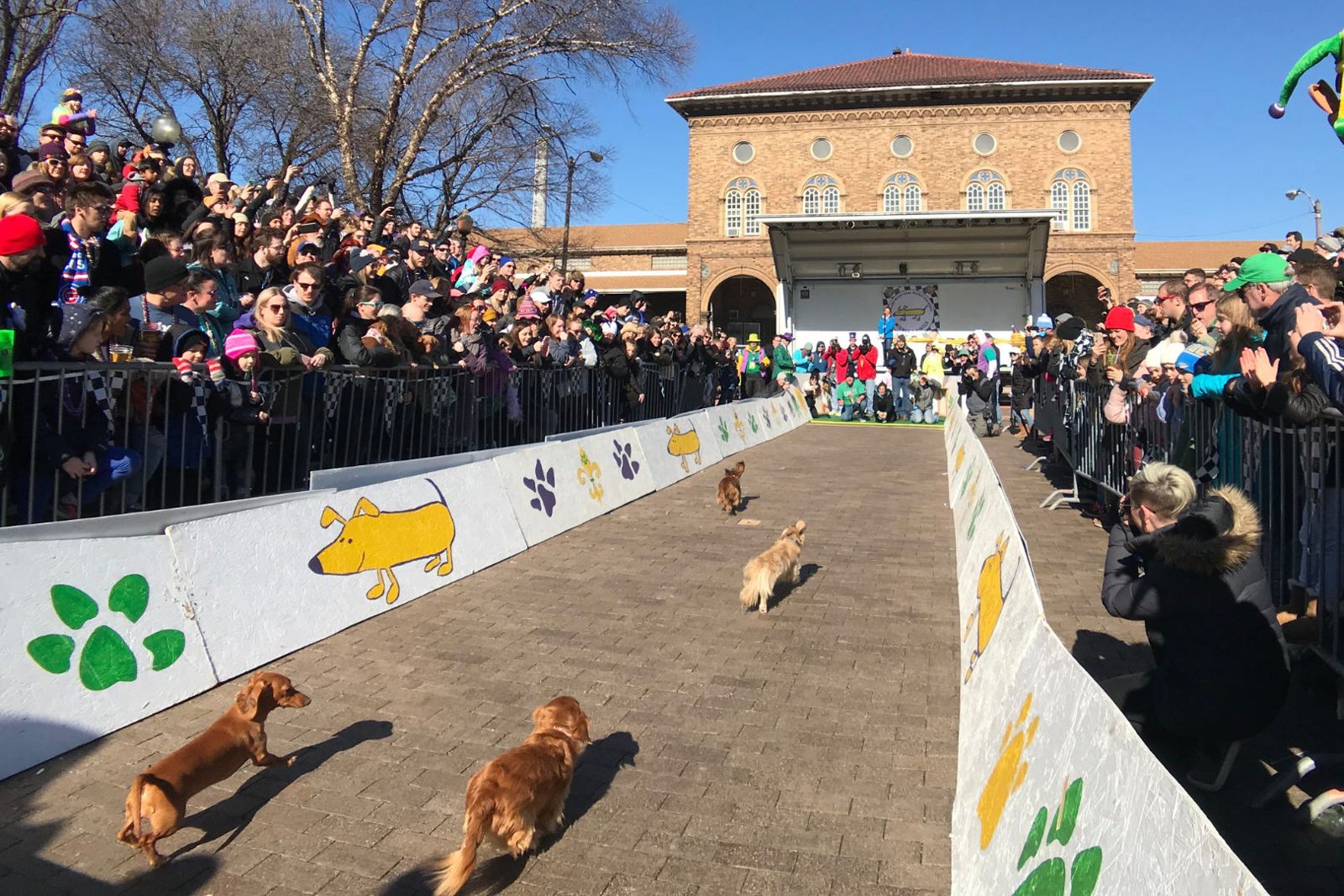 st. louis mardi gras dog parade