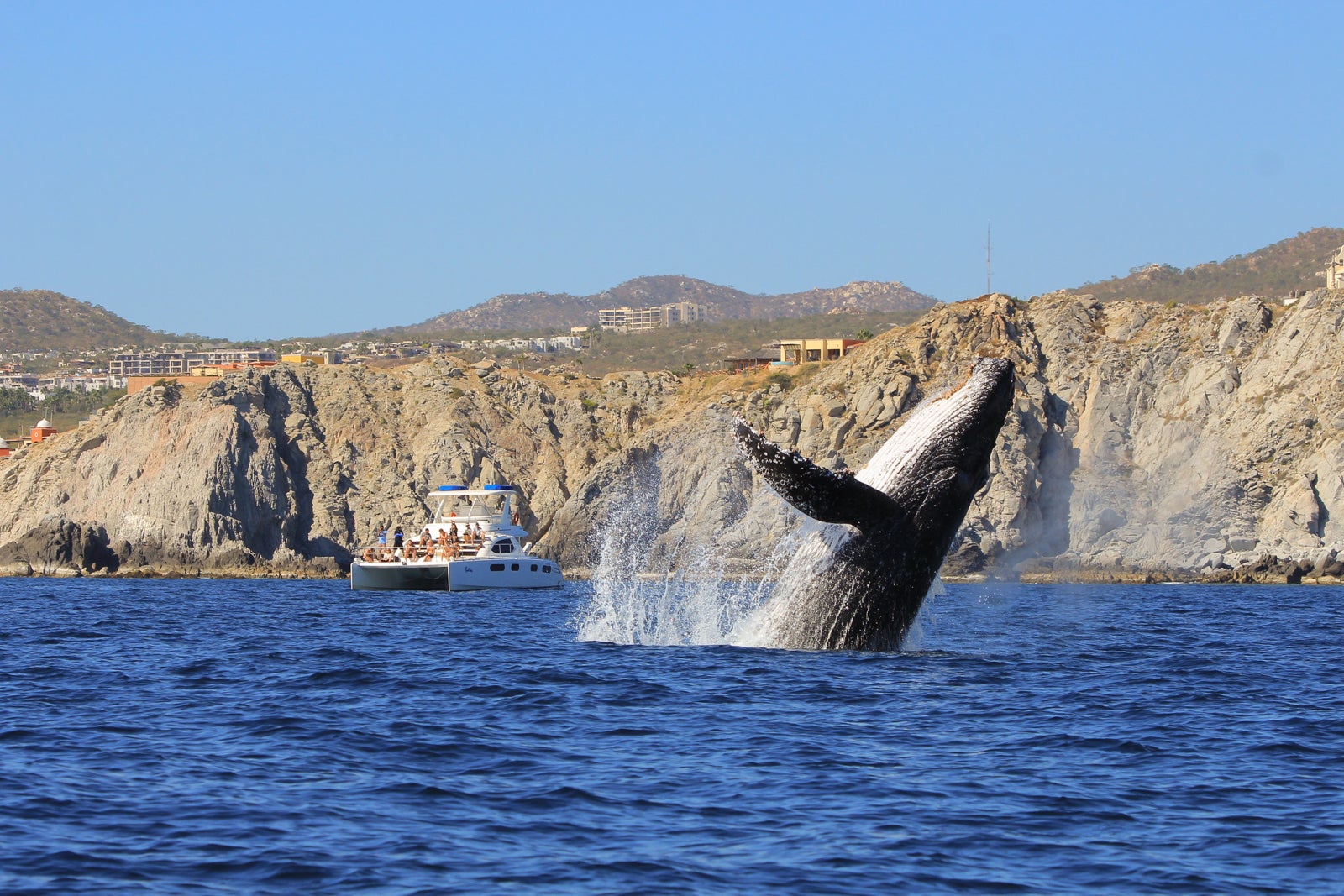 Tropicana Los Cabos, Tapestry Collection by Hilton Whale Watching