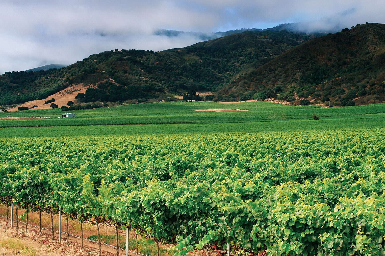 A Pinot Noir vineyard in the Santa Lucia Highlands, Monterey County, Central California