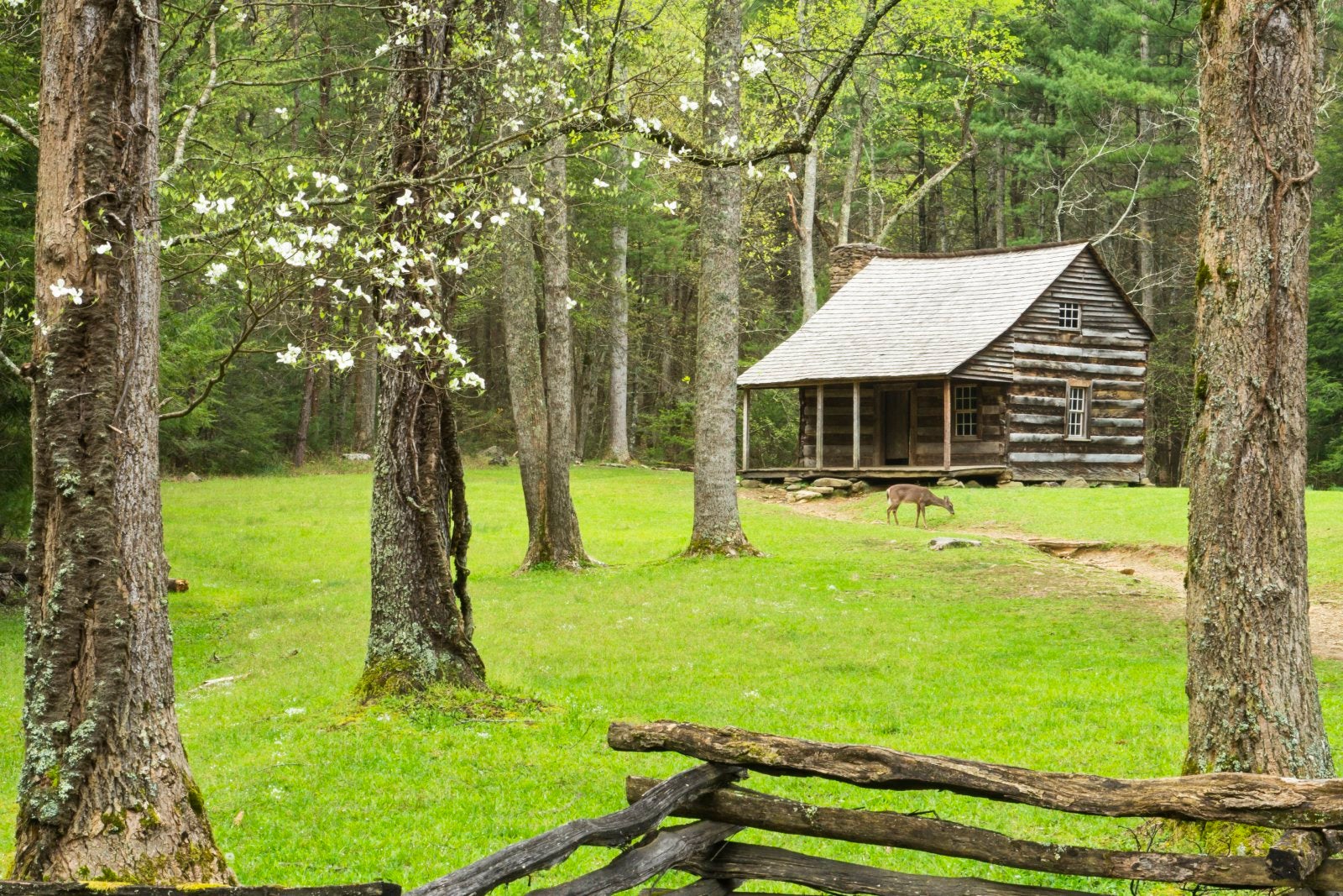 Deer standing in front of cabin in Cades Cove in the spring