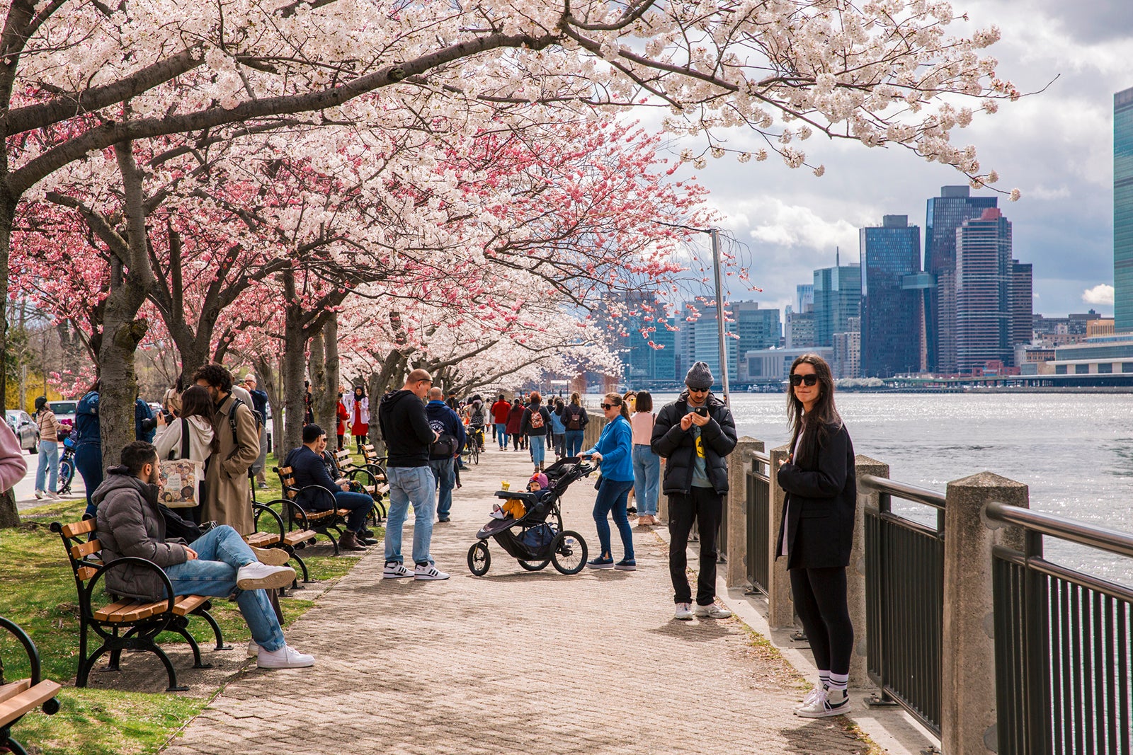 People are enjoying their weekend at Roosevelt island during cherry blossom season