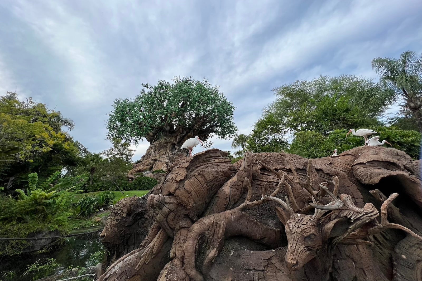 Animal Kingdom Tree of Life