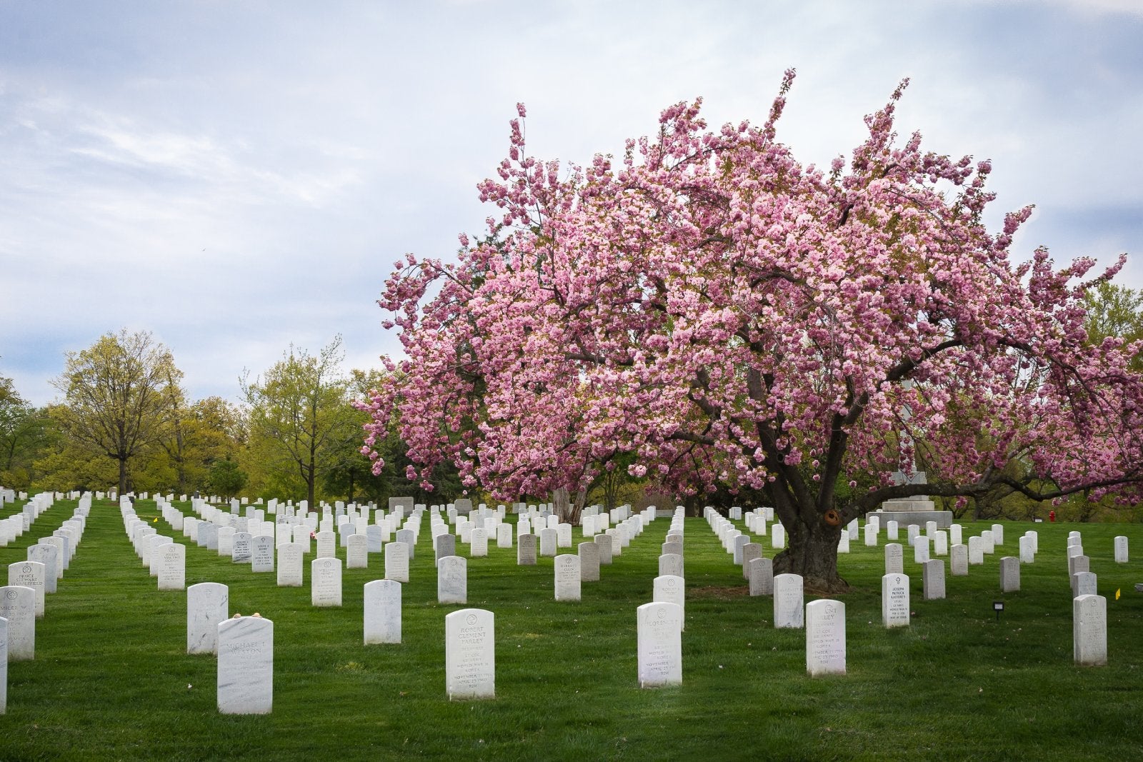 cherry blossom tree in bloom at Arlington National Cemetery 