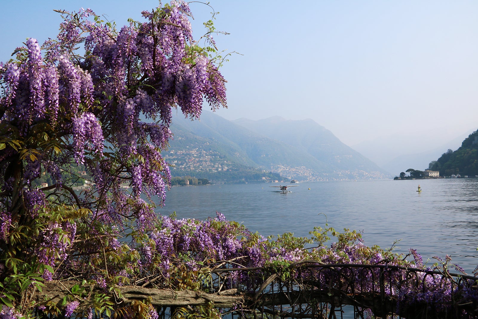 Wisteria blooming in spring at Lake Como, Italy