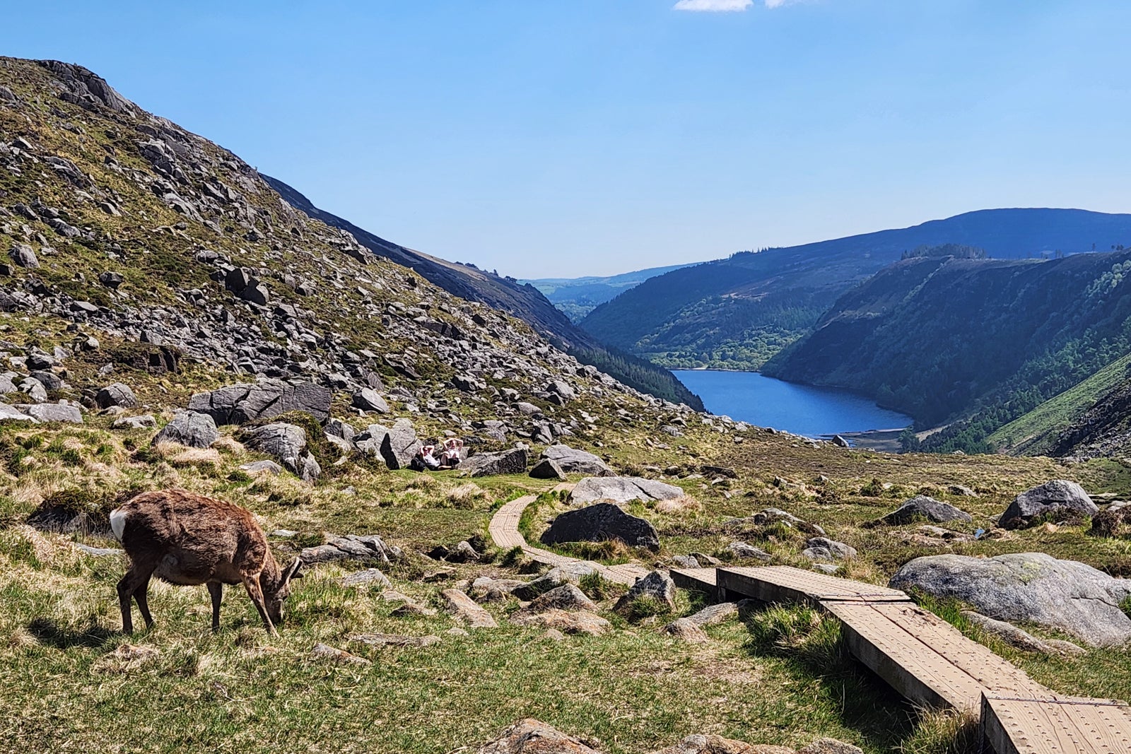 deer grazing beside a Wicklow Mountains trail