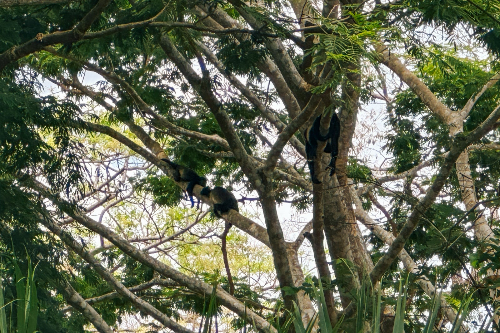 trees