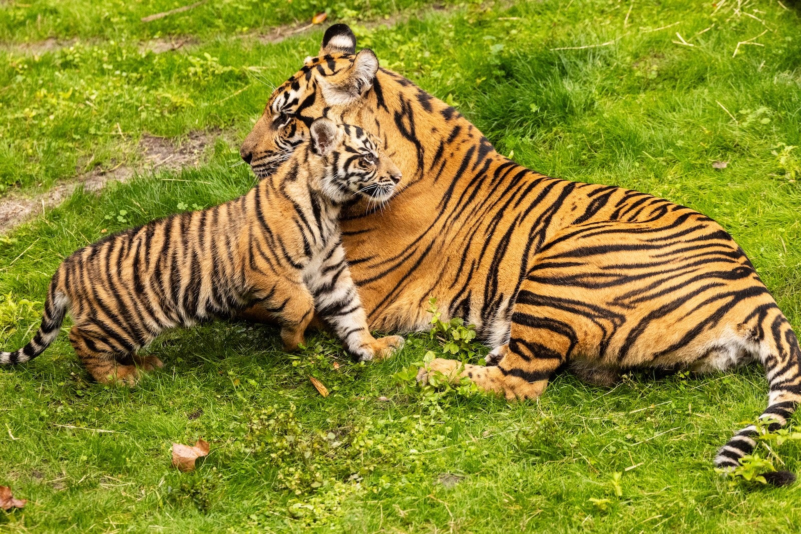 mother and baby tiger