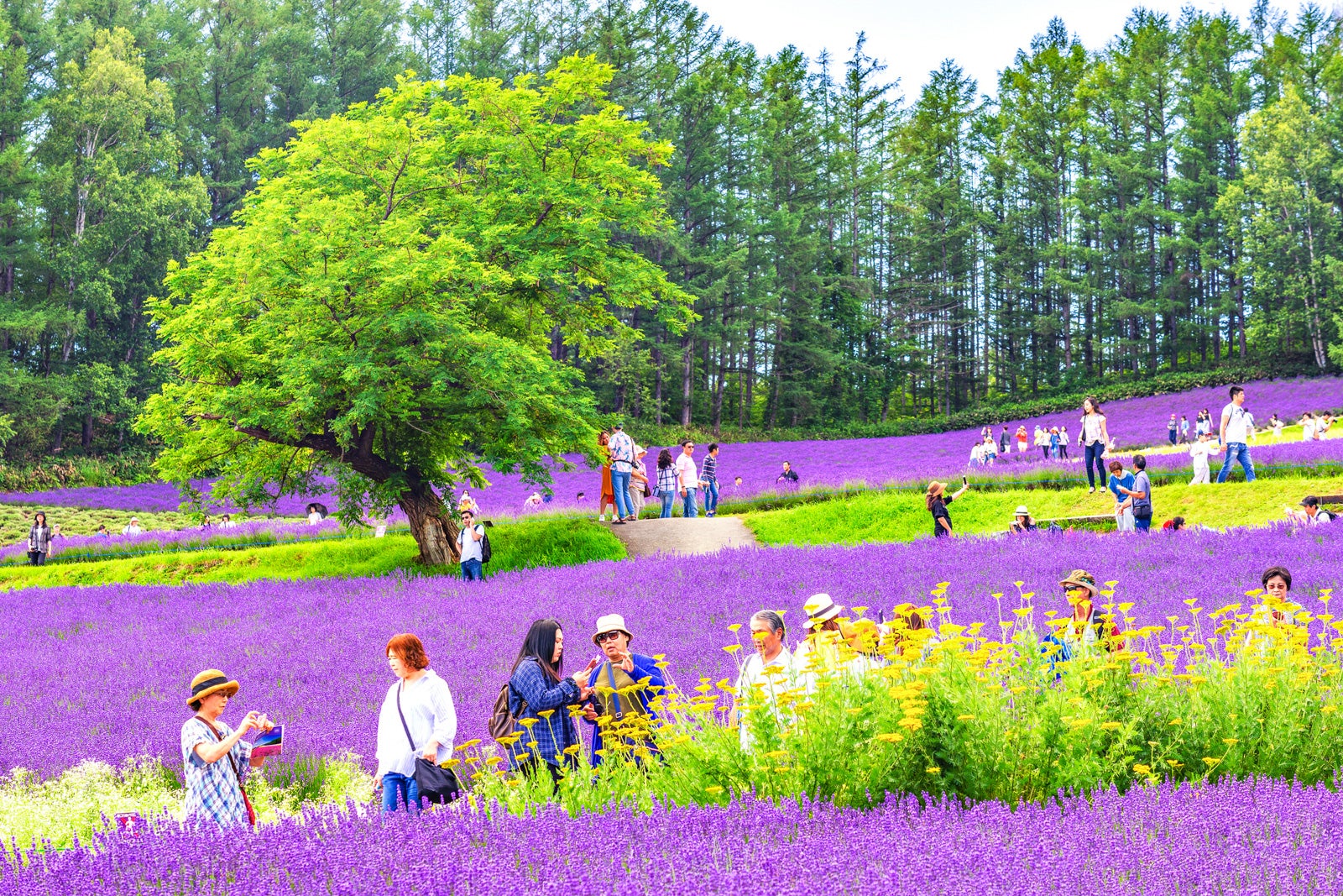 The Furano lavender fields.