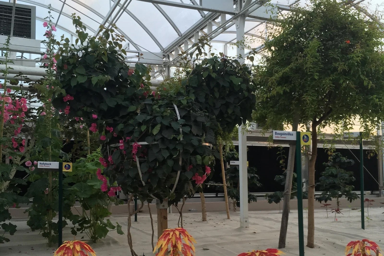 mickey-shaped plant